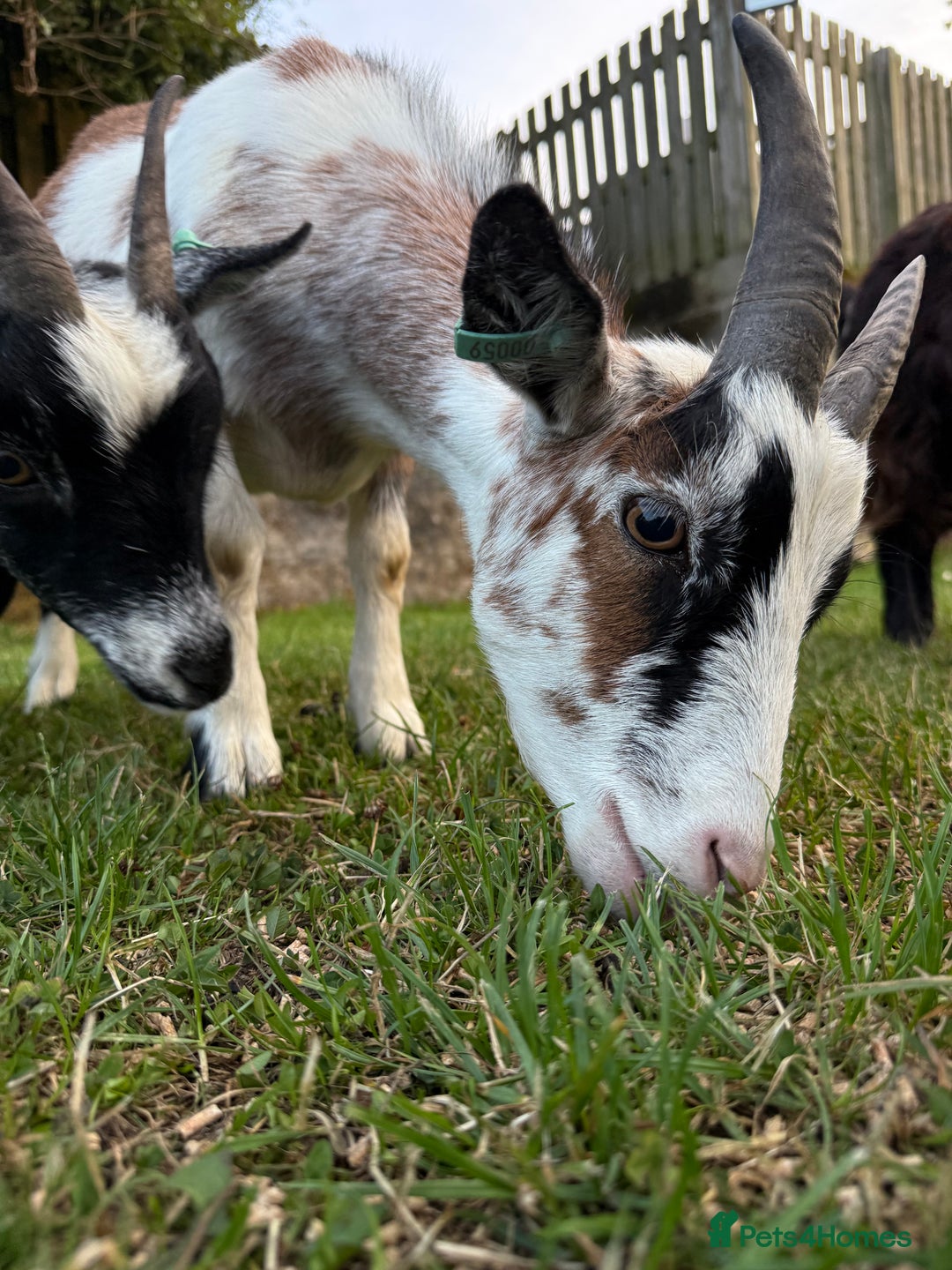 Goats livestock for sale: Pygmy Goats - Image 2