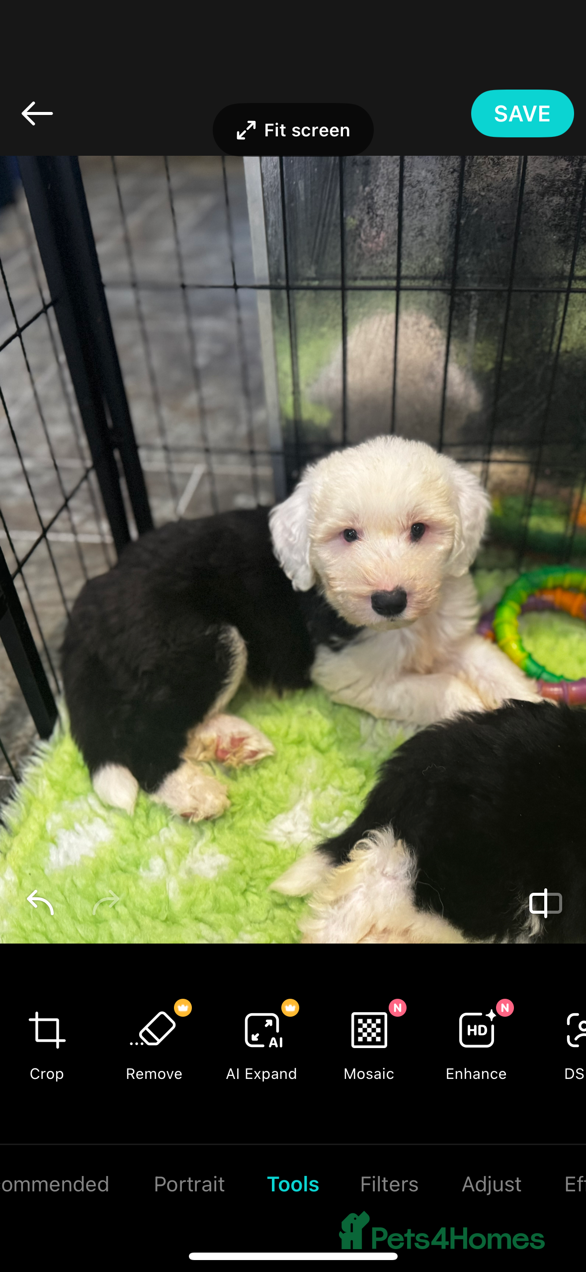 Old English Sheepdog dogs Extensively health tested KC registered OES  - Advert 18