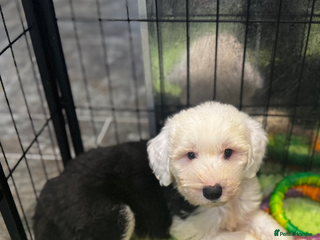 Old English Sheepdog dogs Extensively health tested KC registered OES - Advert 1