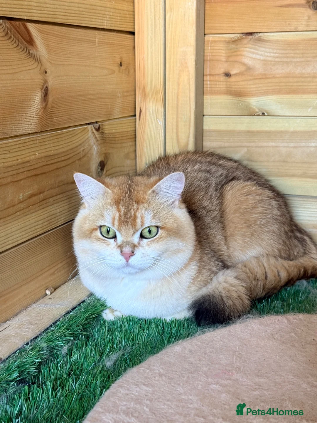 British Shorthair cats for sale: 2 blue golden kittens  - Advert 2