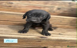 Labrador Retriever dogs for sale: Labrador puppy’s  - Image 7