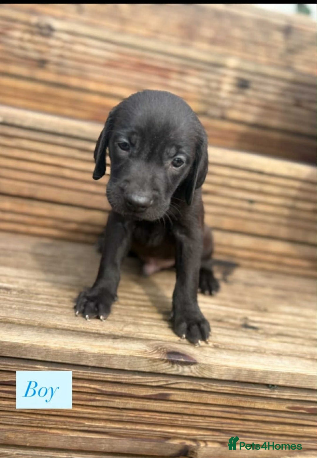 Labrador Retriever dogs for sale: Labrador puppy’s  - Image 7