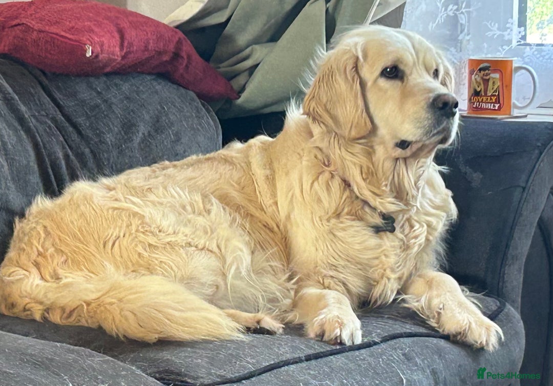 Golden Retriever dogs for sale: KC REG CREAM PUPS HEALTH TESTED PARENTS  - Advert 10