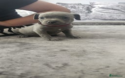Staffordshire Bull Terrier dogs for sale: Staffordshire Bull Terrier Puppies for Sale - Image 12