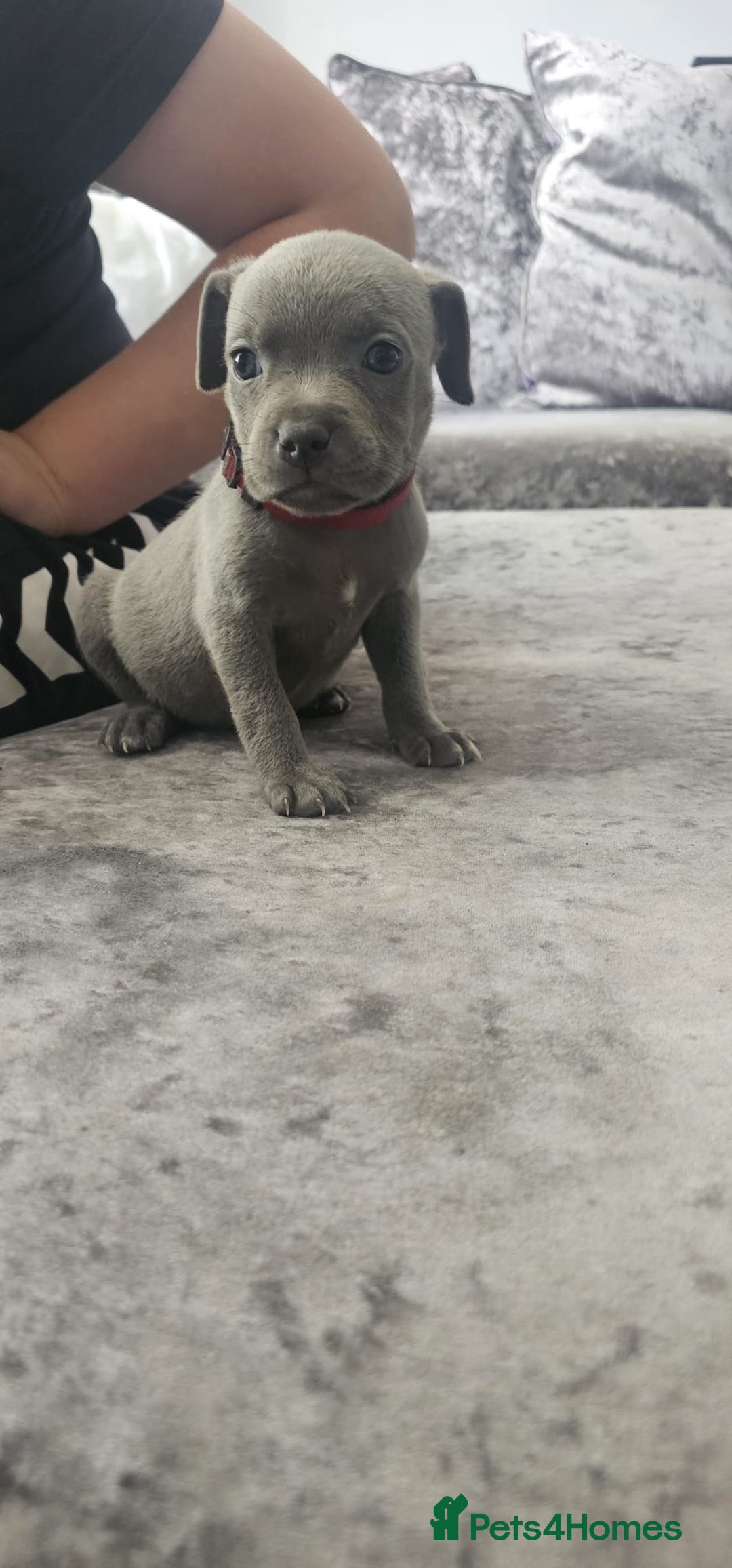Staffordshire Bull Terrier dogs for sale: Staffordshire Bull Terrier Puppies for Sale - Image 12