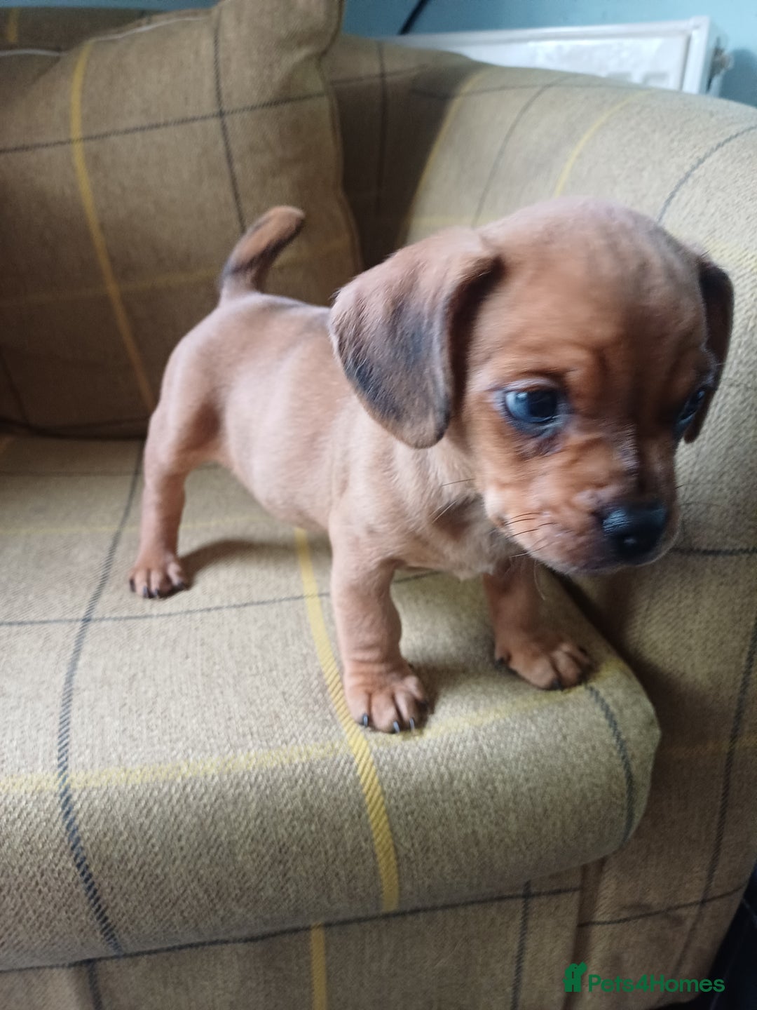 Pug x puppies for sale in Leicester Pets4Homes