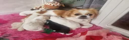 Mixed Breed dogs for sale: 6 gorgeous Pekingese x Tibetan Spaniel puppies in Wirral - Advert 9