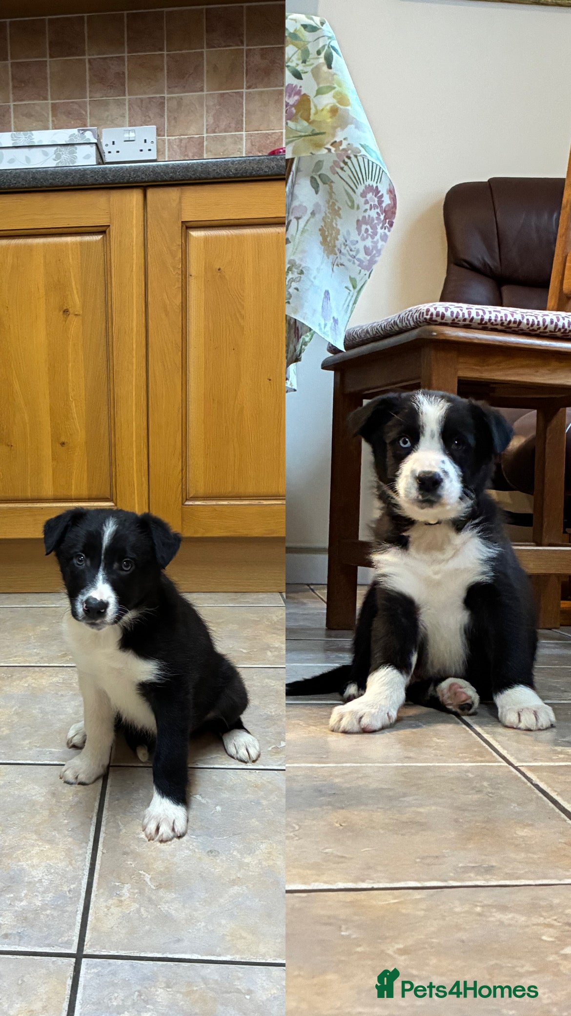 Border Collie dogs Two Male Border collie pups (Sire Tyngraig Jock) - Advert 1