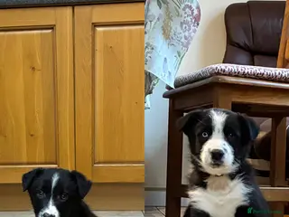 Border Collie dogs Two Male Border collie pups (Sire Tyngraig Jock) - Advert 1