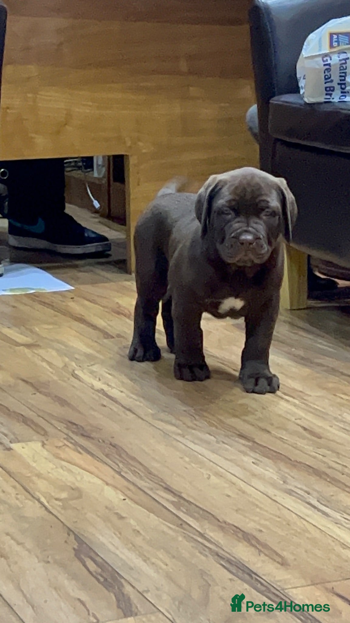 Bandog dogs Bandogge pup - Advert 1