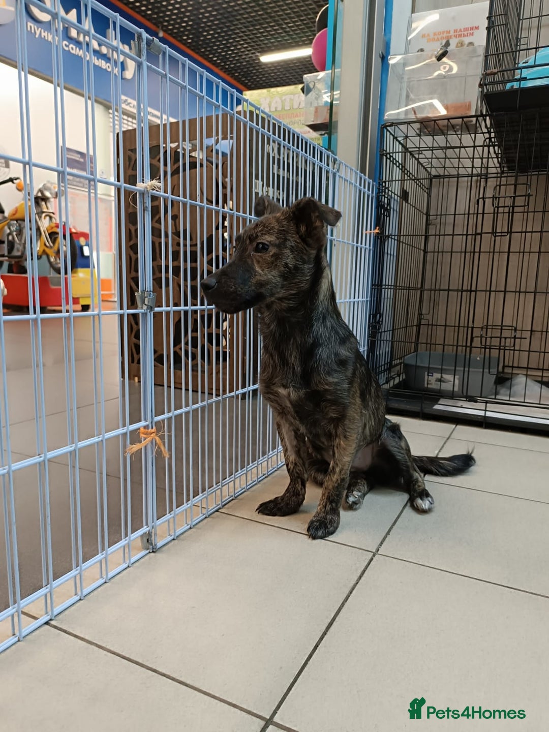 Mixed Breed dogs for adoption: 💖🐶 PRADA 🐶💖 - Image 8