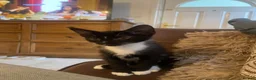 Domestic Shorthair cats for sale: Three tuxes up for grabs :) - Advert 20