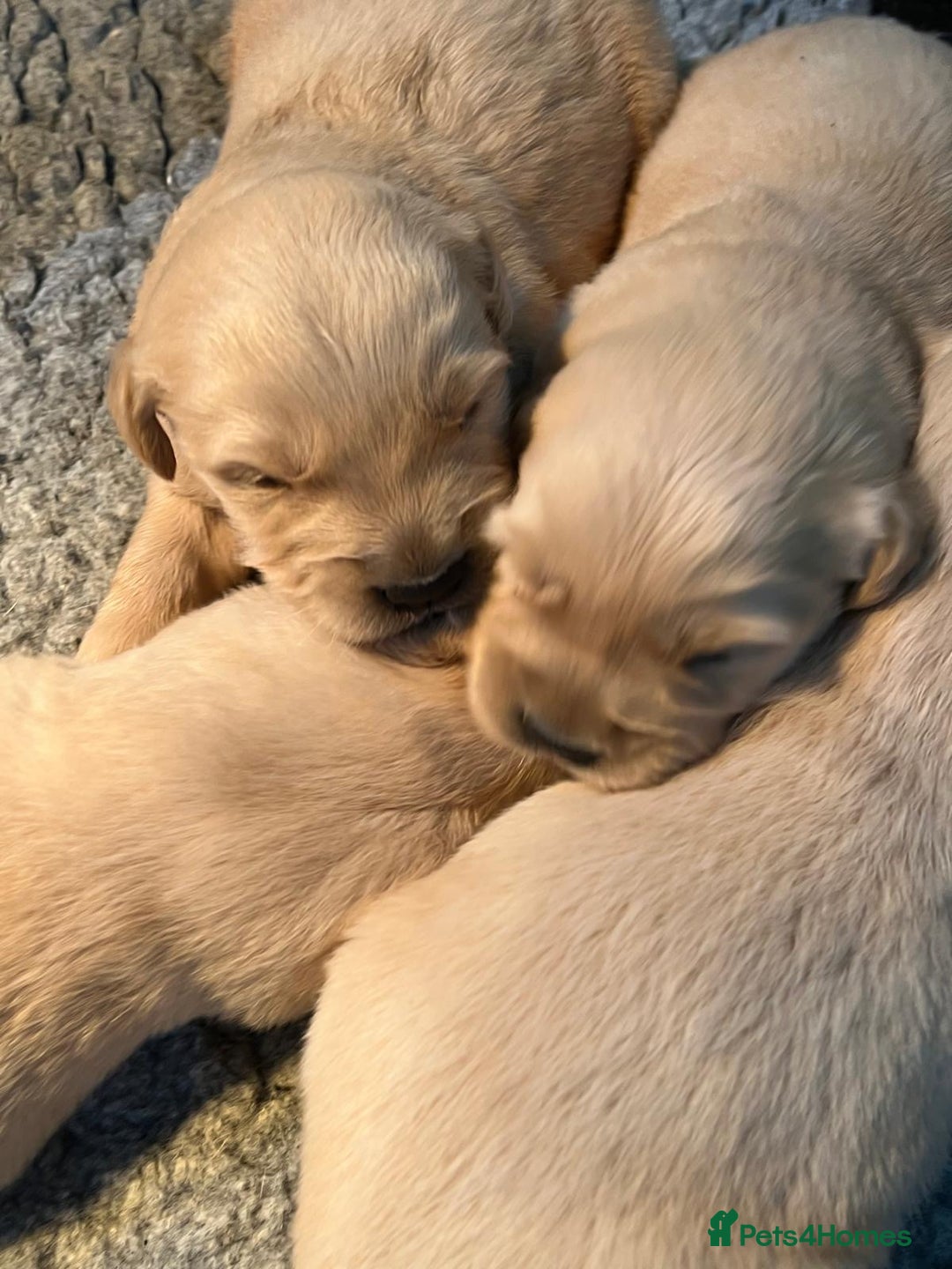 Golden Retriever dogs for sale: KC Fully Trained Golden Retriever Puppies - Advert 14
