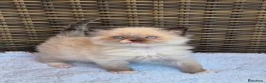 Ragdoll Kitten 1