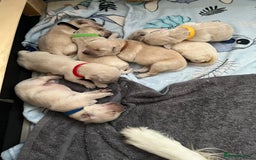 Golden Retriever dogs for sale: Beautiful KC Golden Retriever Babies  - Image 8