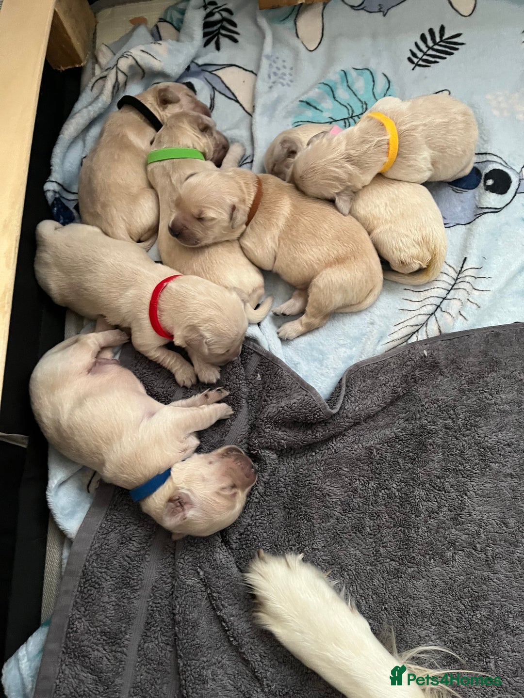 Golden Retriever dogs for sale: Beautiful KC Golden Retriever Babies  - Image 8