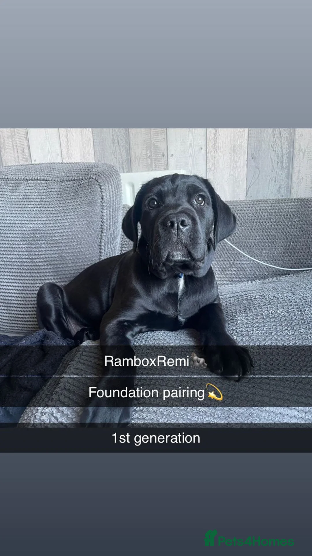 Cane Corso dogs for sale: Cane corso pups - Advert 1