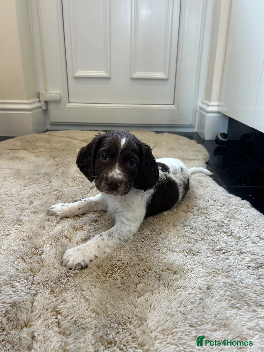 English Springer Spaniel dogs for sale: Exceptional ESS Puppies KC liver and white  - Advert 2