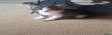 Tonka
