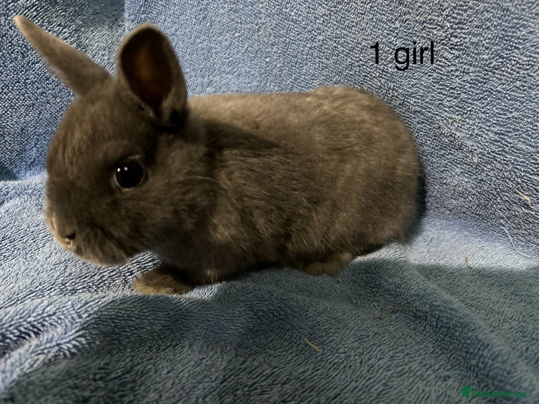 Netherland Dwarf rabbits for sale: Dwarf Netherland rabbits   - Advert 3