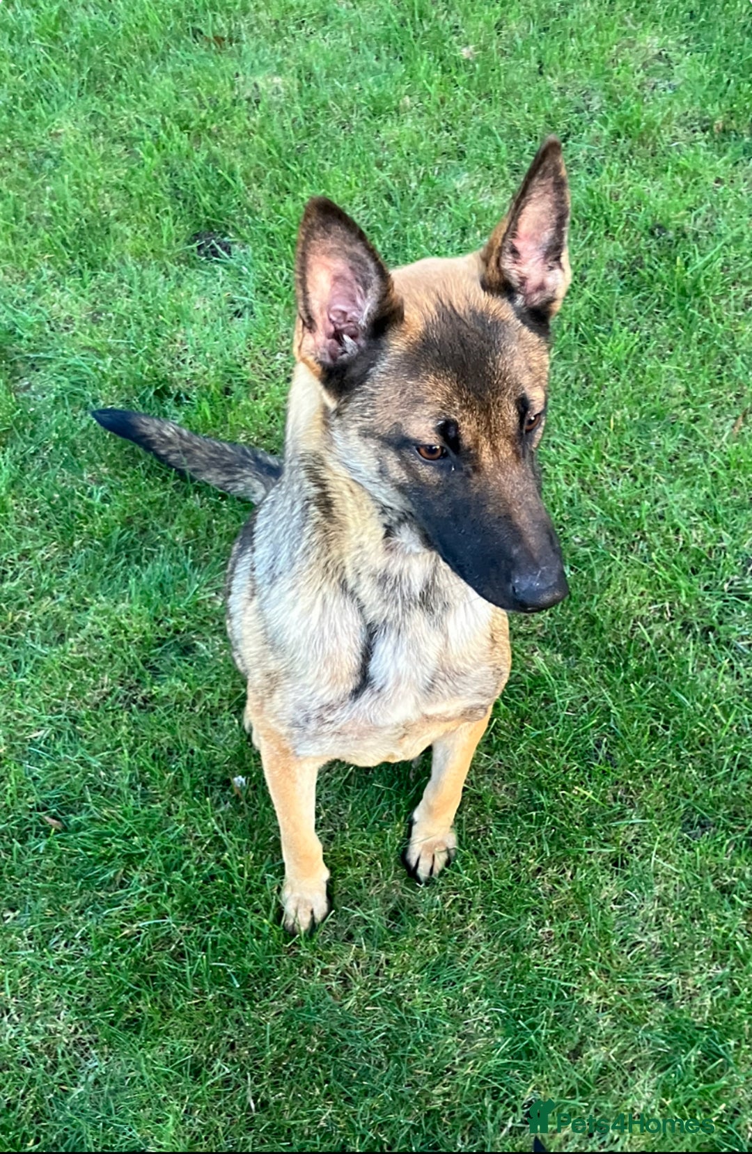 Mixed Breed dogs for sale: German shepherd x doberman 2 left - Advert 6