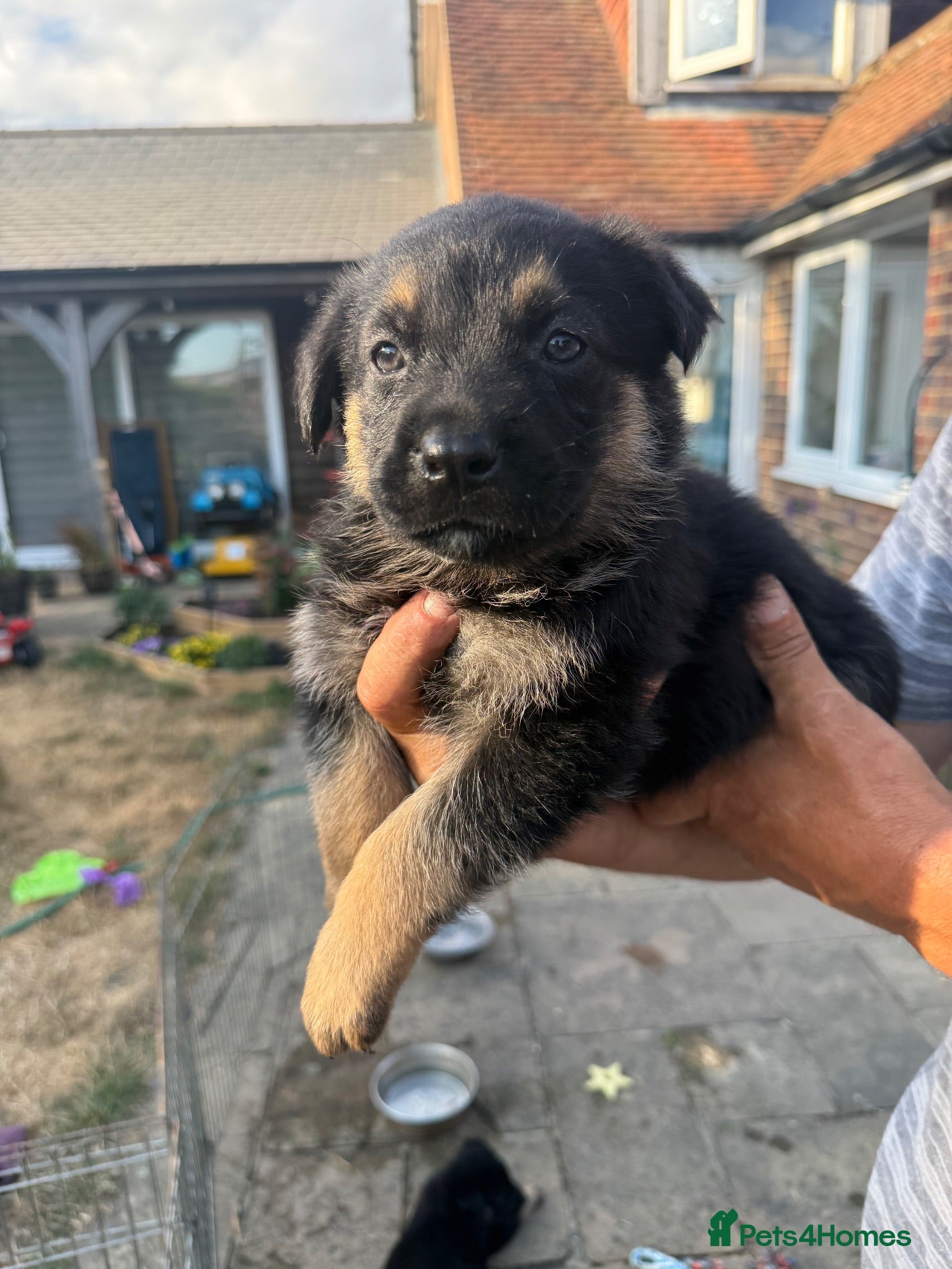 Mixed Breed dogs Adorable litter of Rottweiler cross GSD - Advert 2