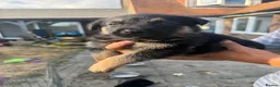 Mixed Breed dogs for sale: Adorable litter of Rottweiler cross GSD in Lewes - Advert 2