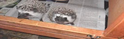 Pygmy Hedgehog rodents for sale: African Pygmy Hedgehogs ready next weekend in Market Harborough - Advert 2