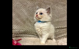 Ragdoll cats for sale: Ragdoll Kittens - Advert 2