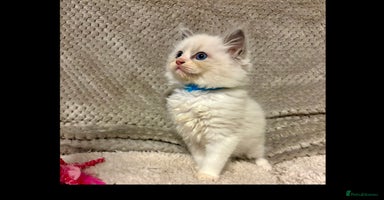 Ragdoll cats Ragdoll Kittens - Advert 3