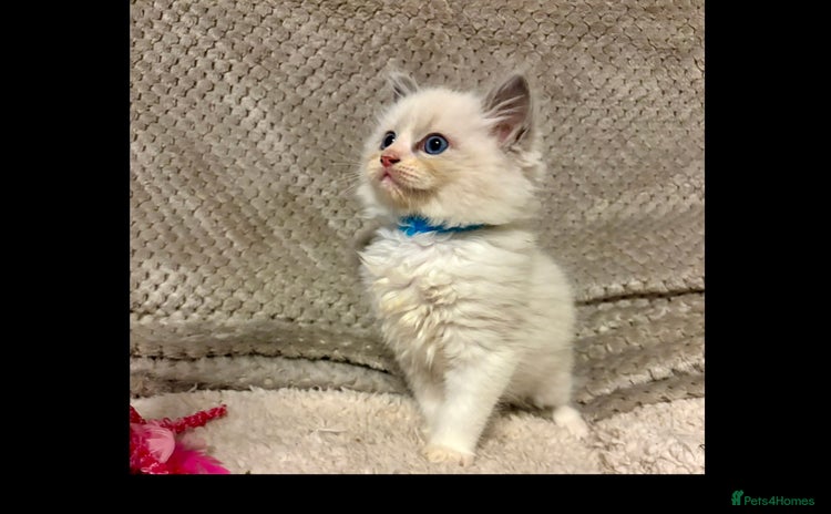 Ragdoll cats Ragdoll Kittens - Advert 4