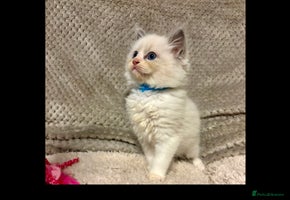 Ragdoll cats Ragdoll Kittens - Advert 3