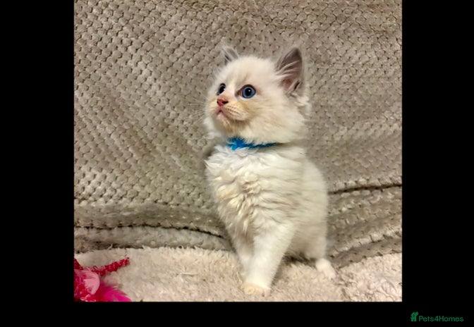 Ragdoll cats Ragdoll Kittens - Advert 2