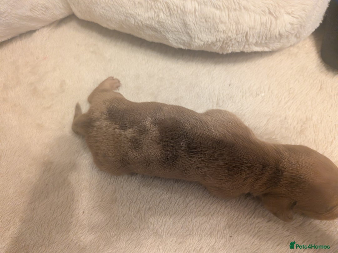 Dachshund dogs for sale: Dachshund puppies  - Advert 9