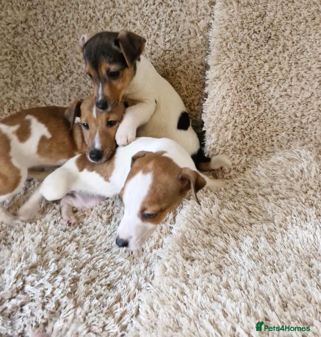 Jack Russell dogs for sale: Jack Russell pups - Image 3
