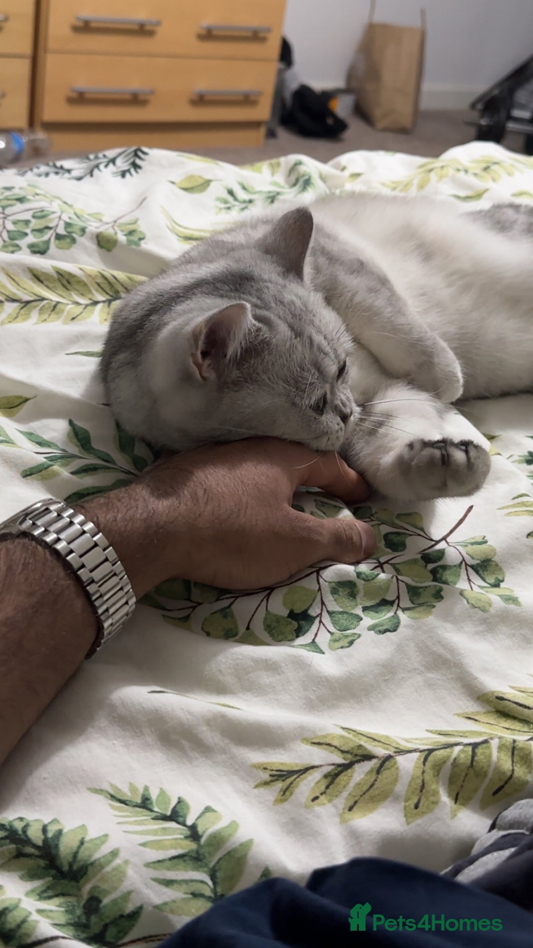 British Shorthair cats for sale: British Short Hair - Silver Shaded - Stormi - Image 4