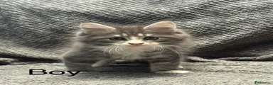 Maine Coon Kitten 4