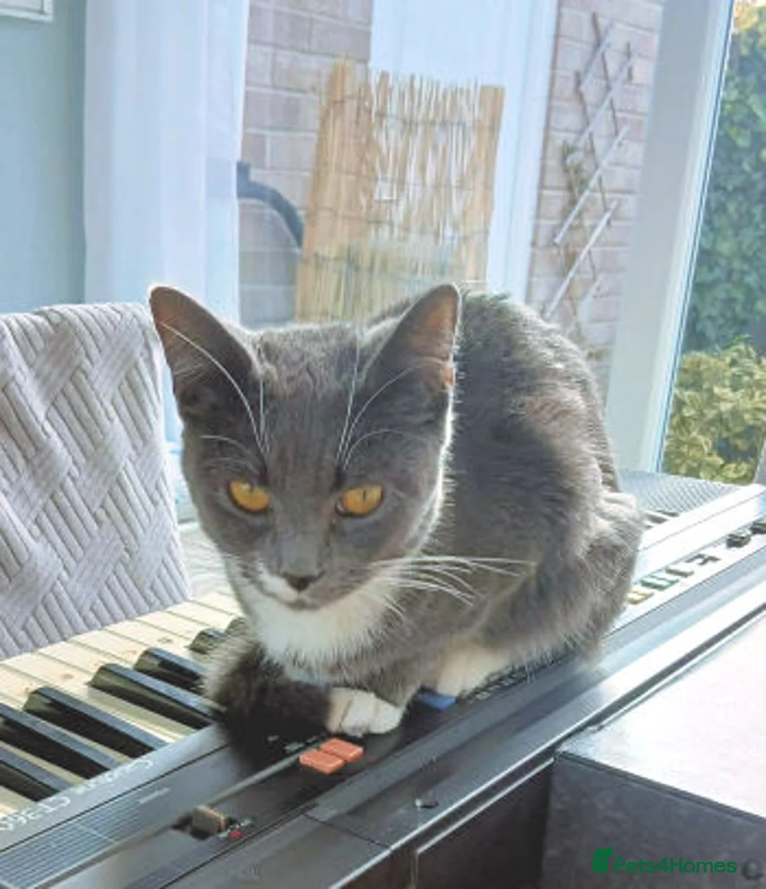 Mixed Breed cats for adoption: WIGGLE - Advert 2