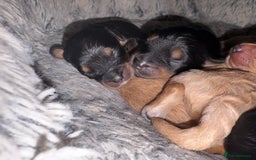 Cavapoochon dogs for sale: ⭐️⭐️5 star homes wanted for these gorgeous pups  - Image 5