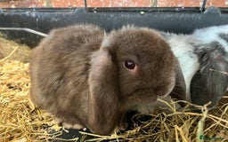 Mini Lop rabbits for sale: Super Friendly Mini Lop Babies - Image 18