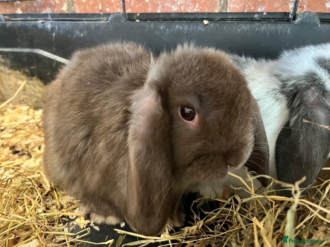 Mini Lop rabbits for sale: Super Friendly Mini Lop Babies - Image 18