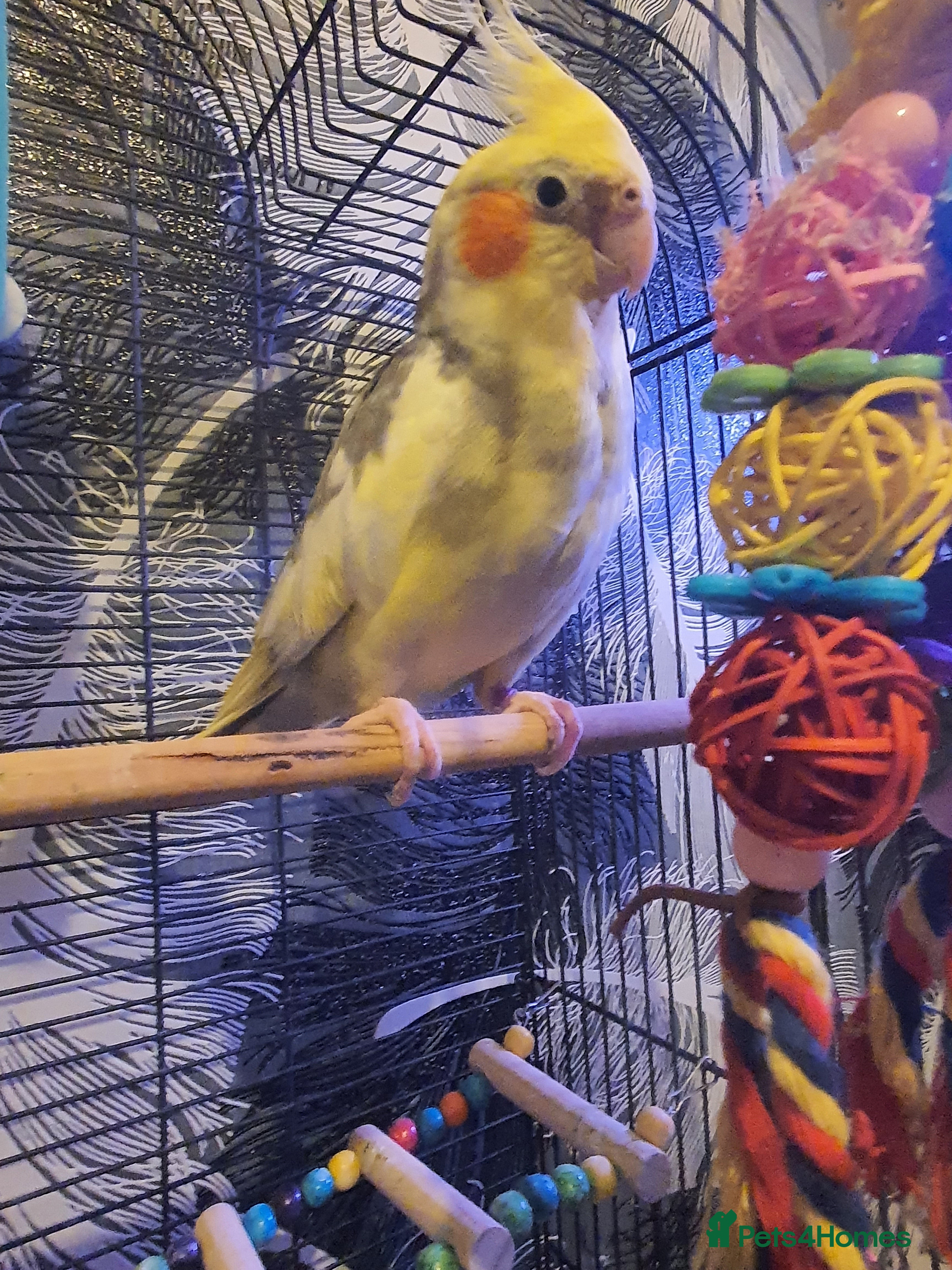 Cockatiels birds Male cockatiel  - Advert 3