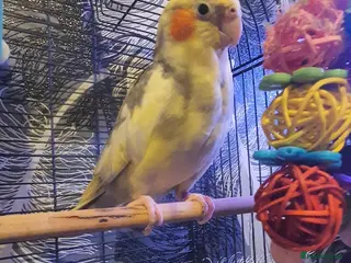 Cockatiels birds Male cockatiel - Advert 3
