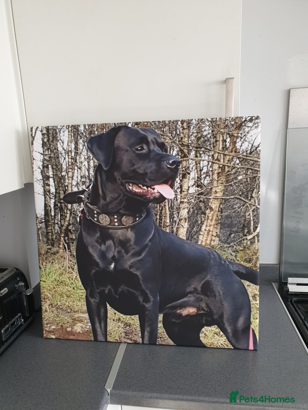 Cane Corso dogs for stud: Cane corso stud - Image 5