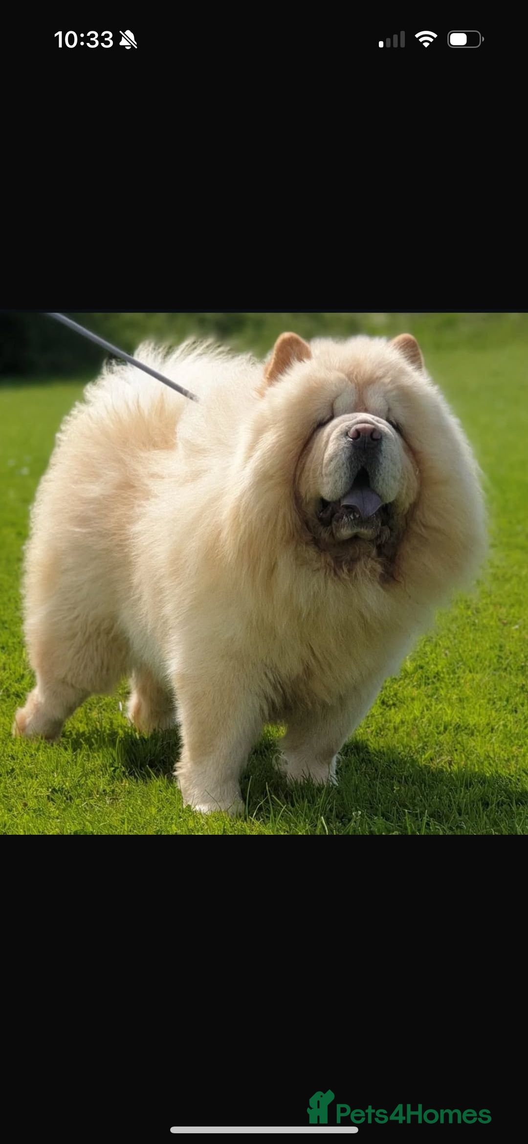 Chow Chow dogs for sale: CHOW CHOW PUPPIES  - Advert 25