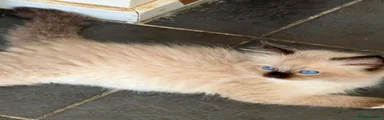 Ragdoll 5