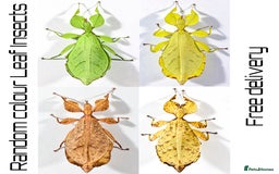 Stick Insects invertebrates for sale: Two mixed color nymphs Phyllium Leaf stick insects - Image 1