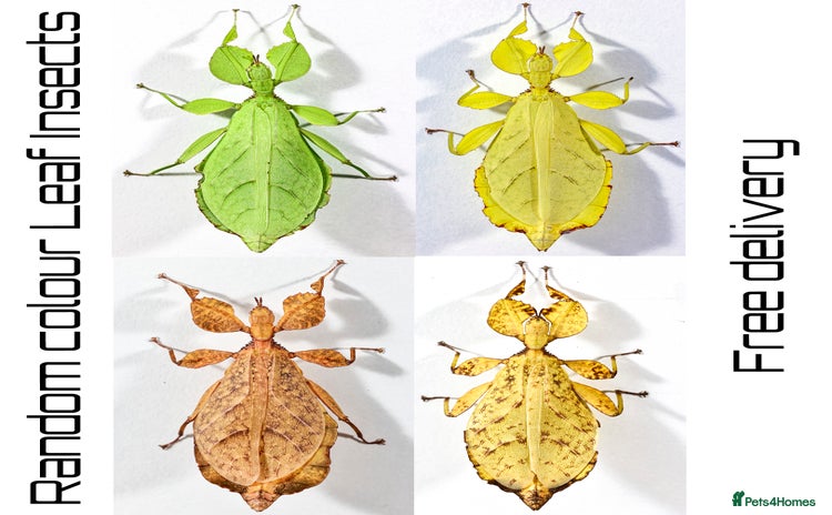 Stick Insects invertebrates - Advert 1