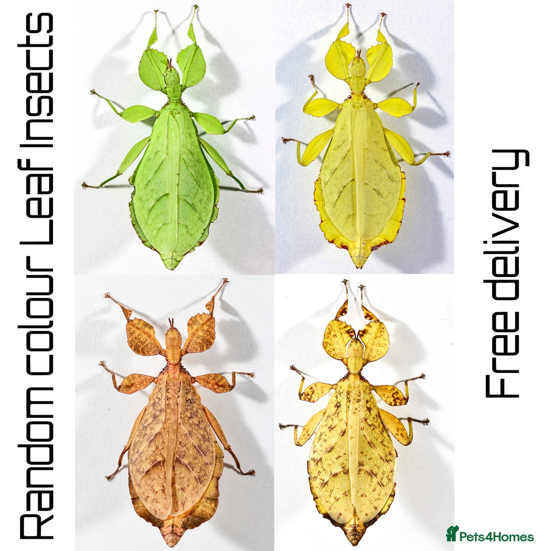 Stick Insects invertebrates for sale: Two mixed color nymphs Phyllium Leaf stick insects - Image 1