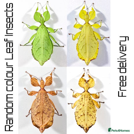 Stick Insects invertebrates - Advert 1